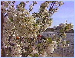 https://en.wikipedia.org/wiki/National_Cherry_Blossom_Festival